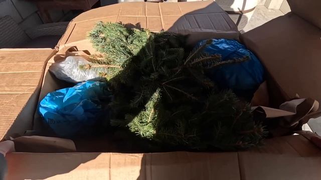 Жизнь вне орхидей - распаковка - беседку во дворе ОБЛЮБОВАЛИ старые знакомые