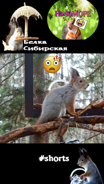 Белка скоро порыжеет, а пока...