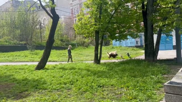 Русская псовая борзая Зевс и его друзья на утренней разминке..