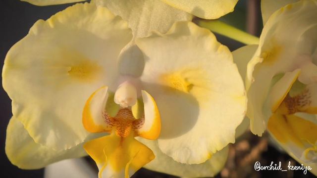 Phal. Golden Jaguar 🌼Старый голландский сорт орхидеи Голден Ягуар в двух мутациях: бантик и бабочка