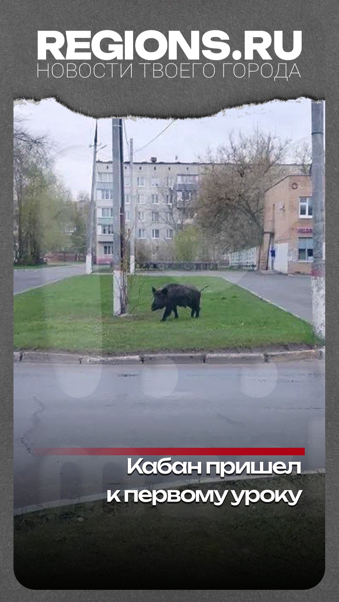 Кабан пришел к первому уроку