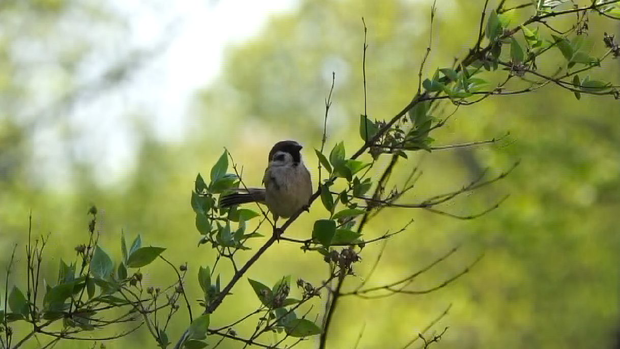 Воробьишка еле удержался на ветке