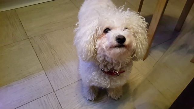 Собака пытается говорить.