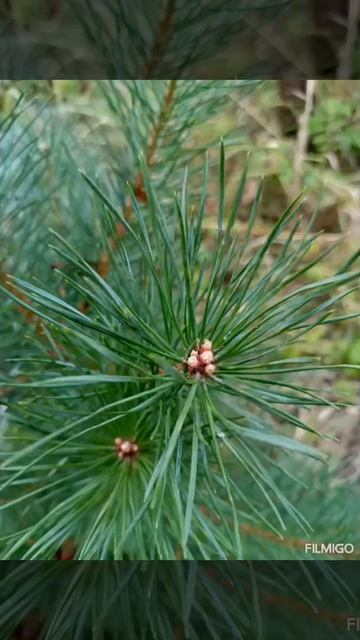 Вхождение в весну