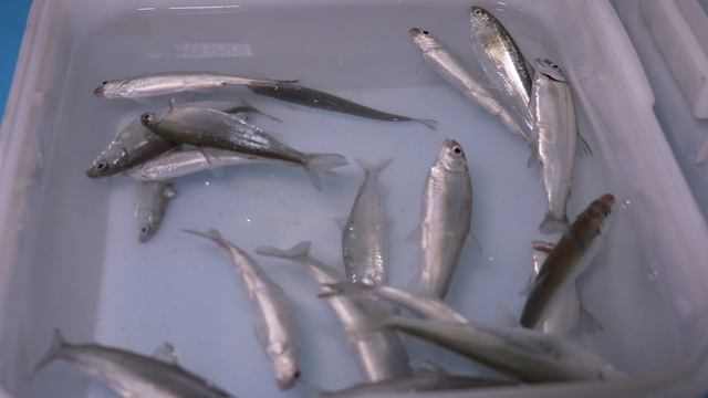 Нерест тугуна