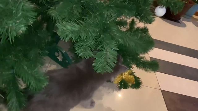Кот Борис История 1