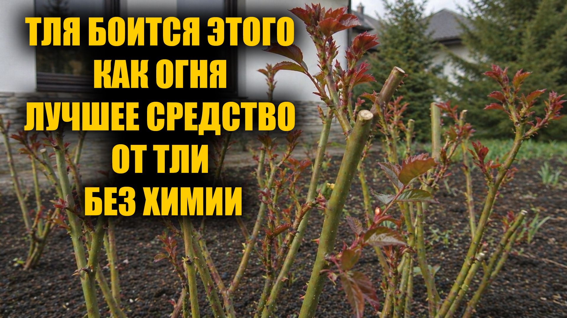 От тли на розах и смородине избавилась этим простым способом