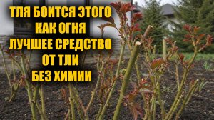 От тли на розах и смородине избавилась этим простым способом