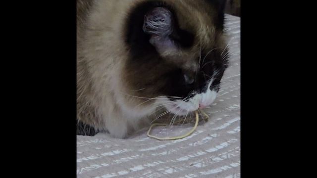 Работать это не моё.