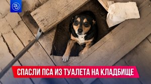 Спасли пса из туалета на кладбище