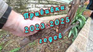 Прививал, прививаю и буду прививать! Обзор прививок винограда 2023 - 2025 годов