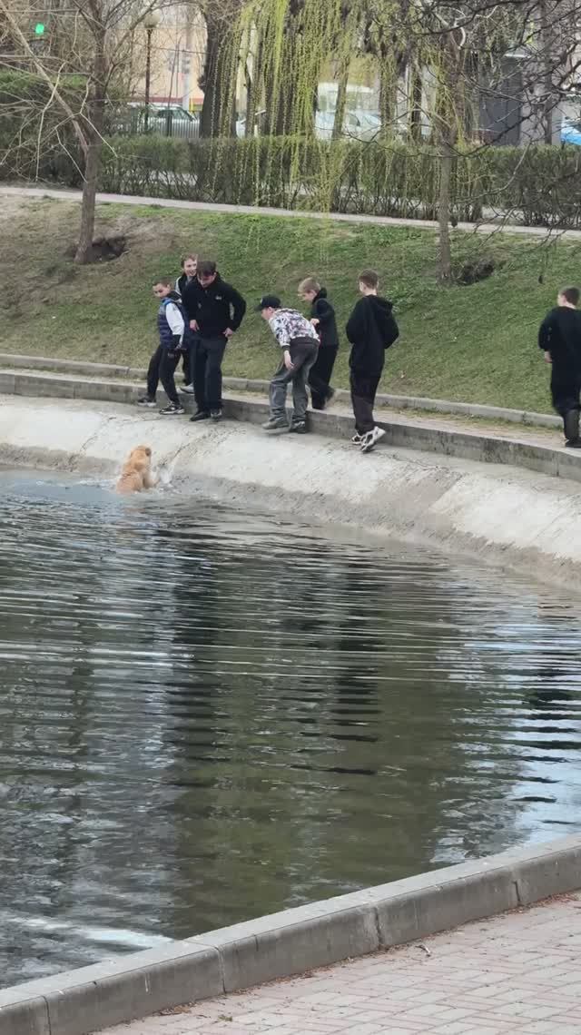 Пацаны спасли упавшую в озеро собаку. Сердобольные спасатели не сдерживали эмоций. Оригинальный звук