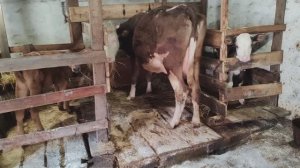 ВЕЗДЕ ОДИНАКОВО, УДИВЛЯТЬСЯ НЕЧЕГО!