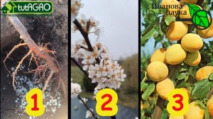 🍎Как ПОСАДИТЬ дерево, чтобы оно прижилось и быстро дало плоды. Не сажайте, пока не посмотрите видео