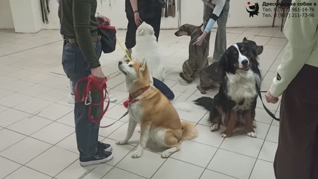 Занятие в группе по дрессировке: обучение собак не отвлекаться друг на друга. Тольятти, 12.04.2026.