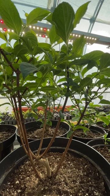 23 марта Саженцы гортензий СПБ