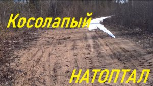 «Затишье перед броском: медведь у привады«Всего 60 метров.Волки тоже проявили интерес