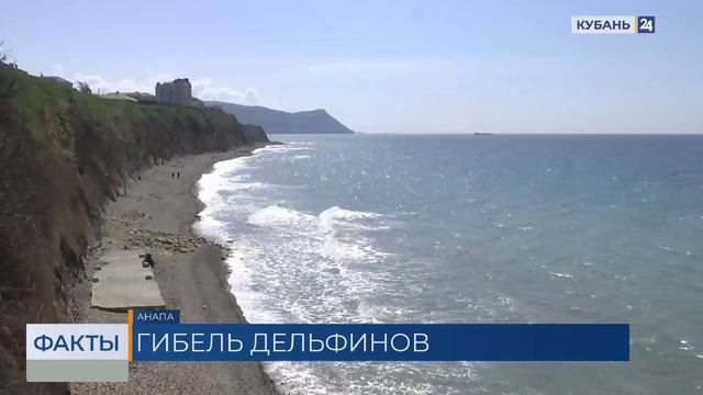 На побережье Кубани с начала весны обнаружили более 130 мертвых дельфинов