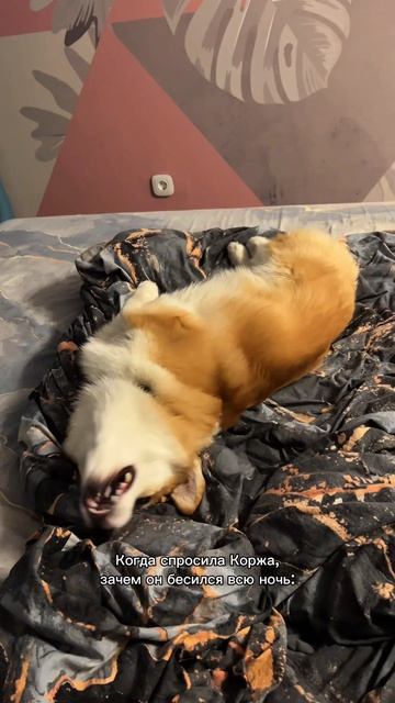 У вас тоже ночью животные бесятся больше, чем днем?