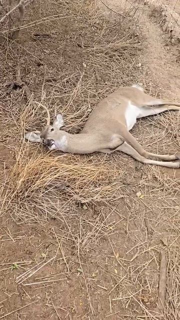 What A Save! Shoutout To Adolfo For His Quick Thinking And Helping The Little Guy!🎥： Adolfo Lozan