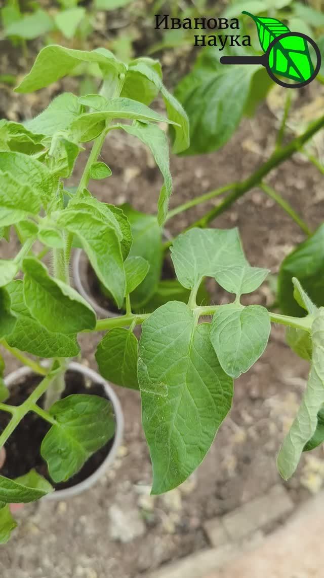 Что положить в лунку для рассады. 🍅 Чем наполнить лунку. Высадка рассады. Чем заправить. Без химии.
