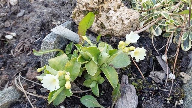 Весна на альпийской горке. Ленинградская обоасть.