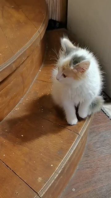 Кошка недовольна.