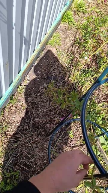 Чтобы закрепить розу, пришлось заморочиться)