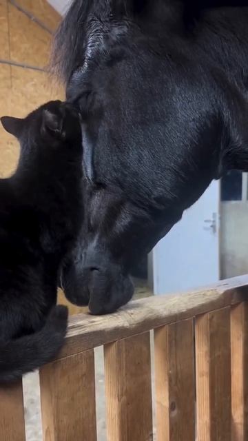 Друзья-товарищи