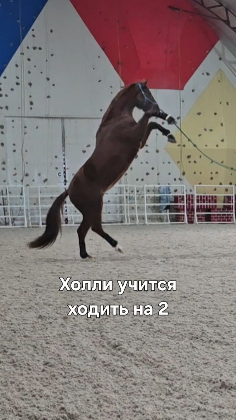 Холли учиться ходить на 2х