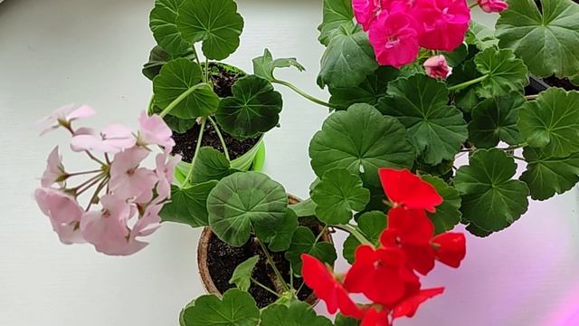 Пеларгония через 2 месяца после весенней обрезки