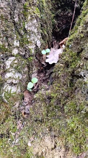 Свежие всходы
Лес, 29.04.2026г.