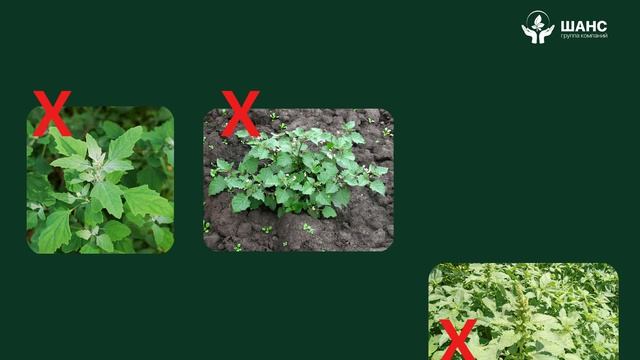 Гладиум, КС | гербицид | соя, подсолнечник