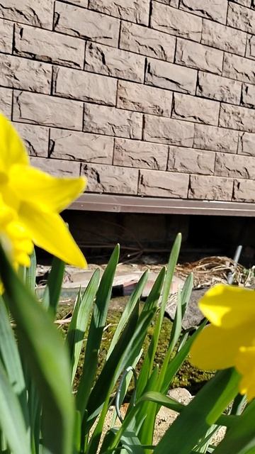 Нарцисс 'Карлтон' селекции 1927 Персиваля Д. Вильямса в нашем саду 2026