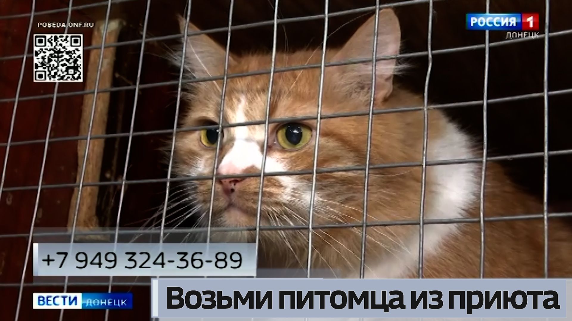 Возьми питомца из приюта