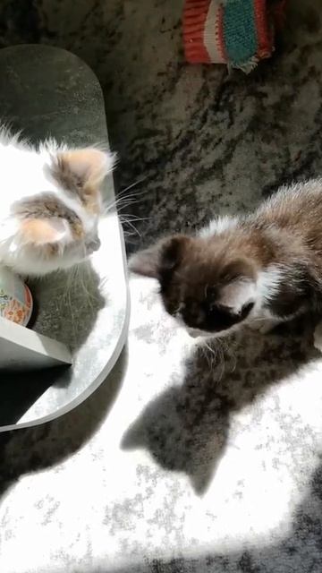 Помогли играть котятам.