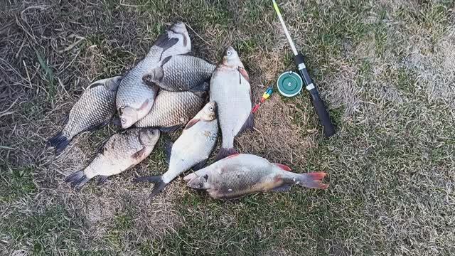 Скромный улов на маленькую удочку