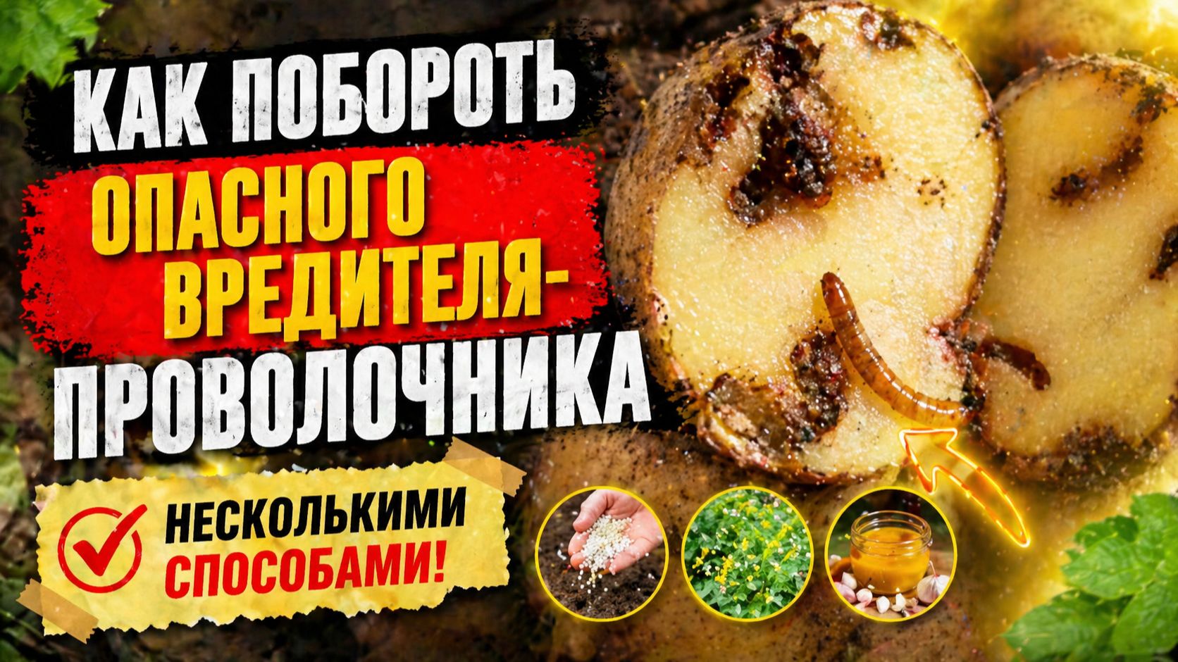 ПРОВОЛОЧНИК. КАК ПОБОРОТЬ ЭТОГО ВРЕДИТЕЛЯ