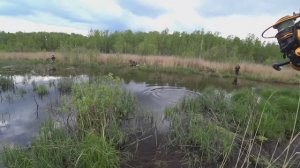 РУЧЕЙ в БОЛОТЕ ЗАБИТ КАРАСЯМИ_ Чуть Удочку не СЛОМАЛ от КЛЁВА_ Пол ЧАСА ВЕДРО РЫБЫ на УДОЧКУ__!!!