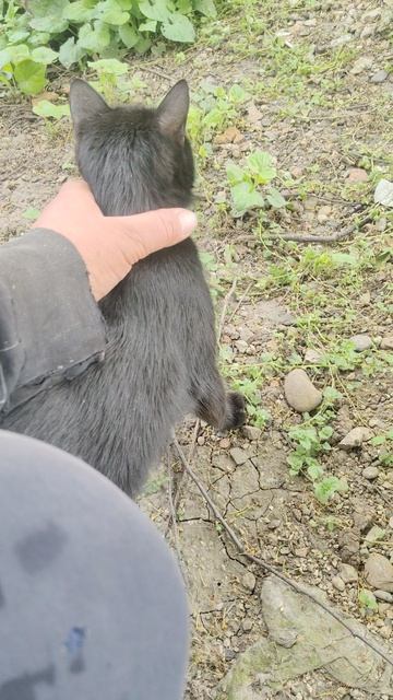 В окружении чёрных красавиц.