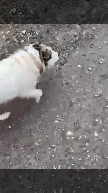 30 апреля 2026 Домодедово, деревни Ведищево, Щеглятьево, Угрюмово, Коченягино 
Ходит бродит малыш!!!