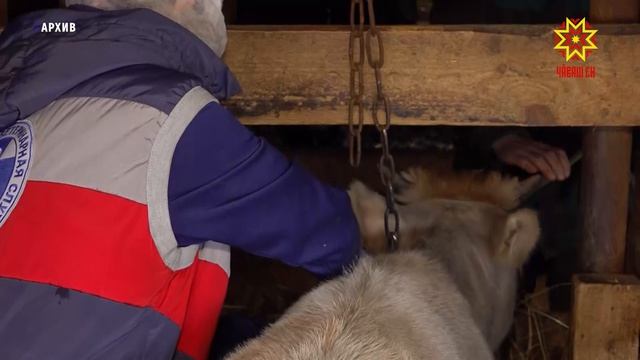 В Чувашии за последние 3 месяца от бешенства вакцинировали свыше 100 тысяч животных