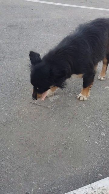 394. Брошенный Пёс на Заправке Хочет Кушать #shorts