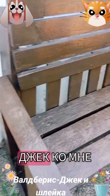 Валдберис Джек и шлейка🐶🐱😅