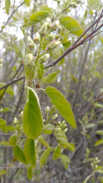 собака улыбака сиба приколы - за 5 минут до весны...