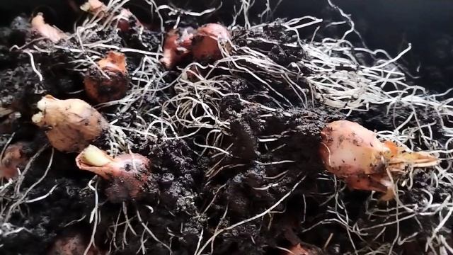 Вырастила лук на зелень и ещё раз посадила 👍