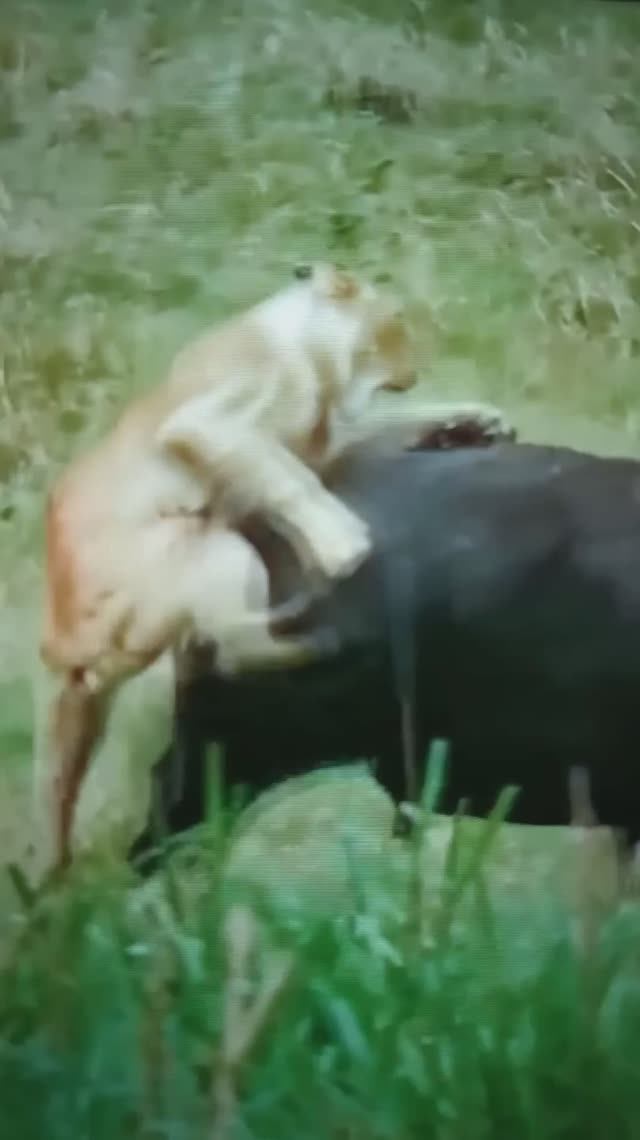 Буйвол сражается со Львицами😯#Shorts