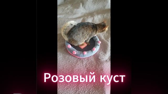 Почему коты сходят с ума от этого? Розовый куст - очень опасен