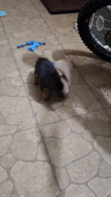 Любимый игротапок!