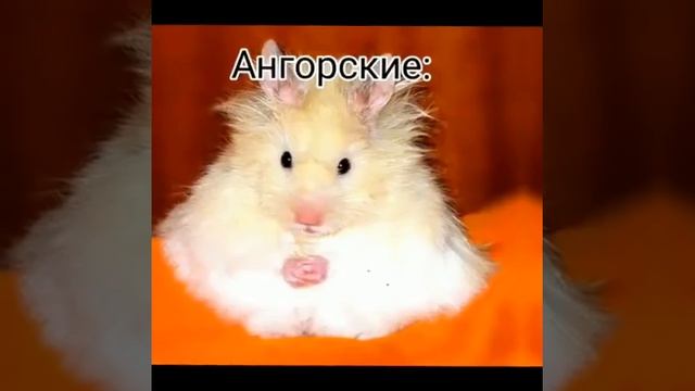 КАКИЕ БЫВАЮТ ХОМЯКИ💖